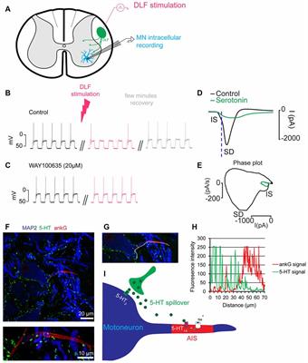 Intense Activity of the Raphe Spinal Pathway Depresses Motor Activity via a Serotonin Dependent Mechanism